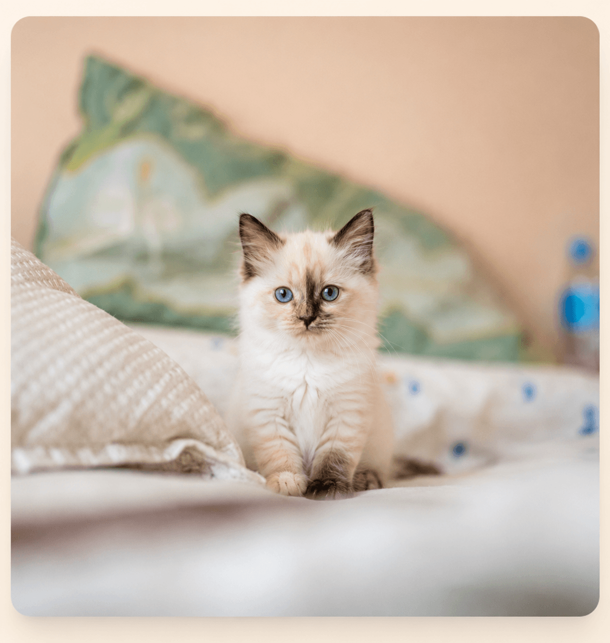 Birmadoll kittens
