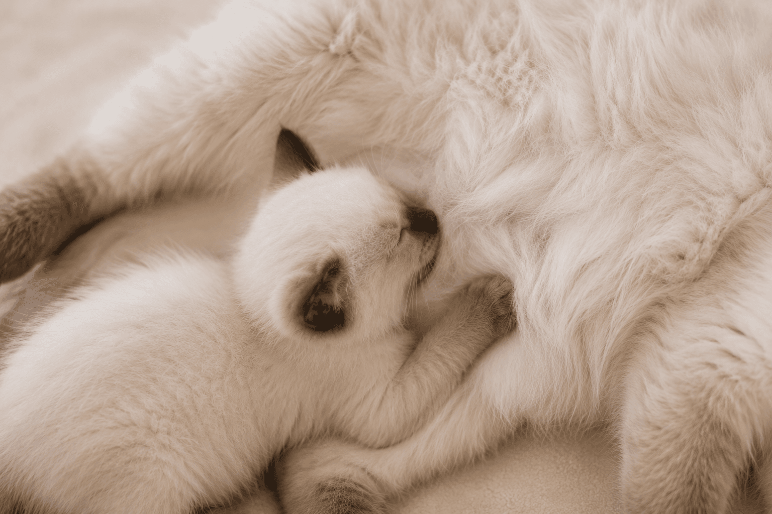 Birmadoll kittens