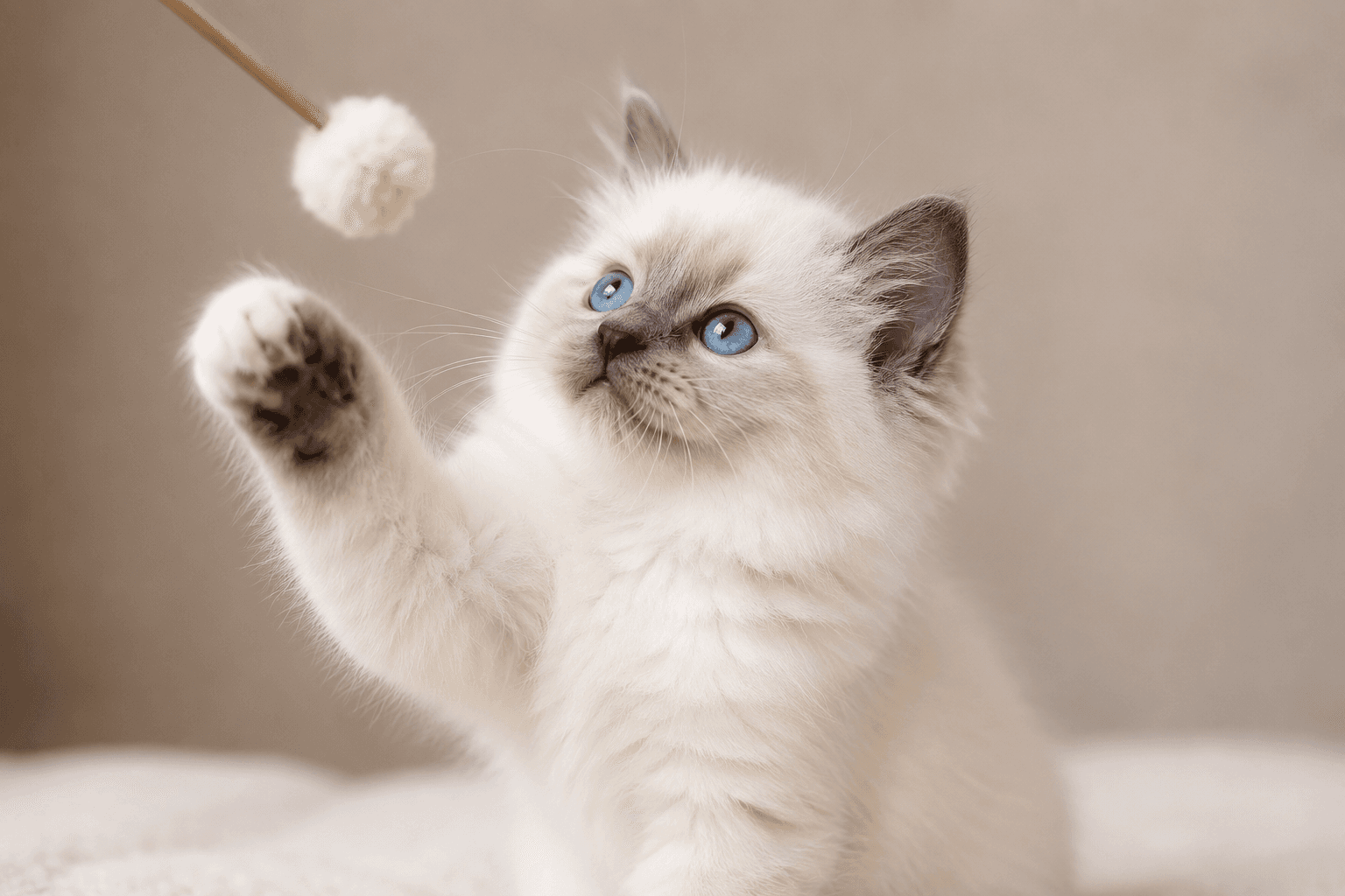 Birmadoll kitten spelend