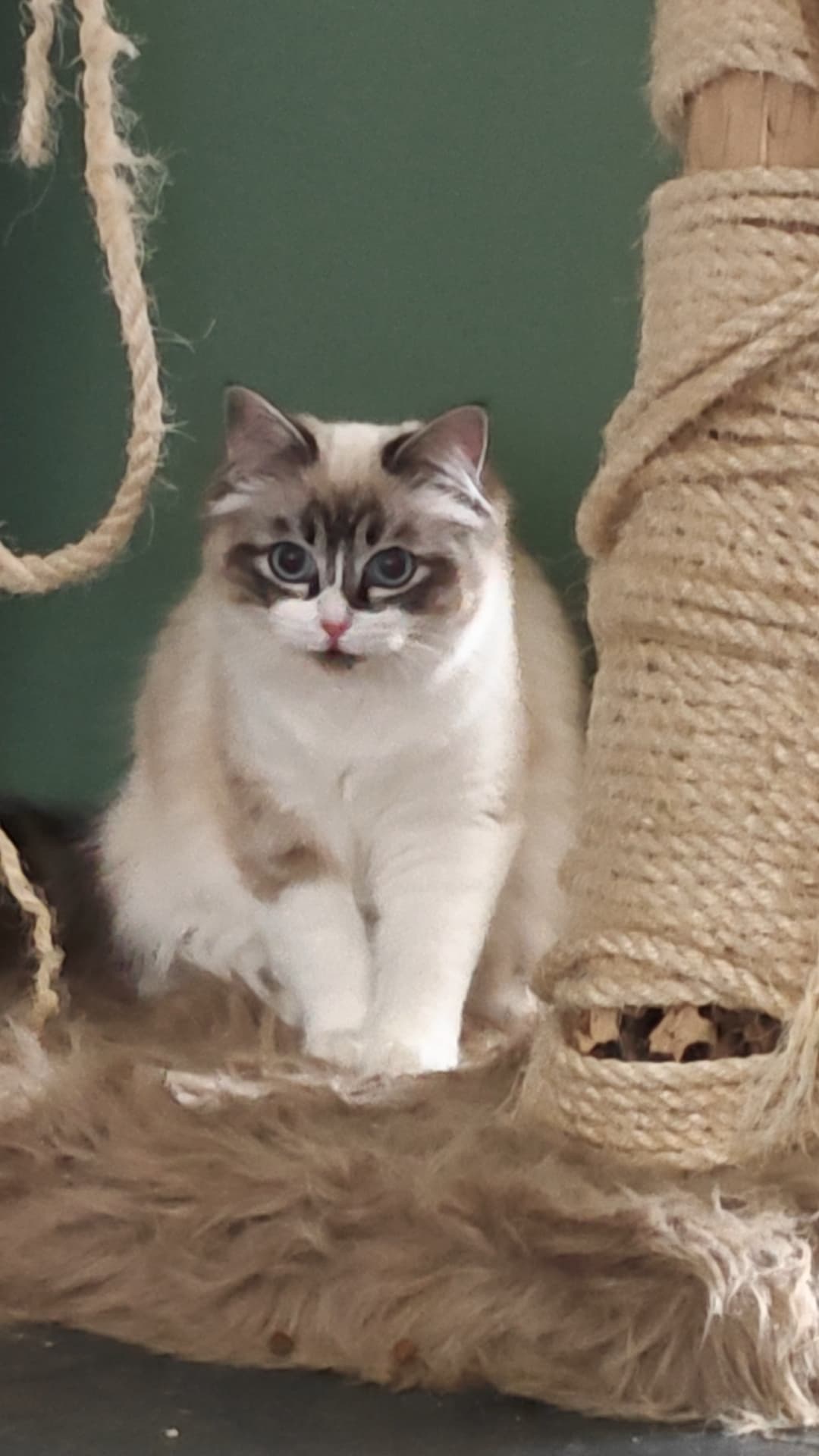 Tascha
