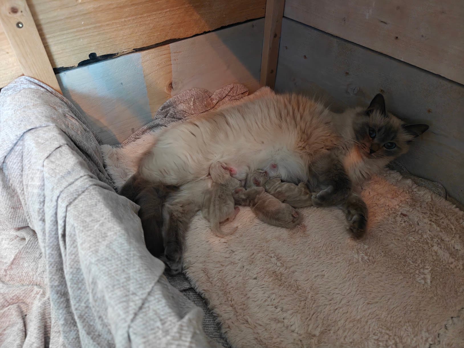 🎉 Nala is bevallen van 3 kittens.🫶🏻