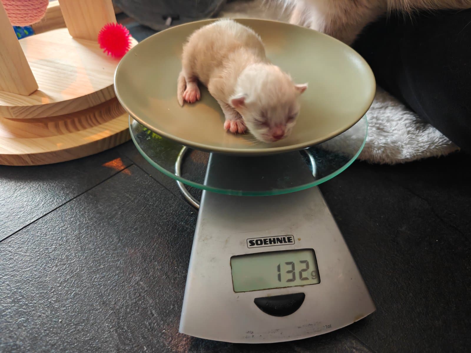 Suki