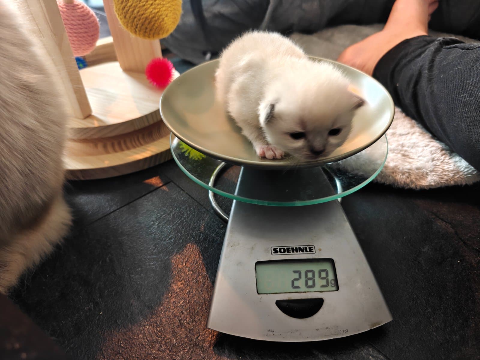 Nugget